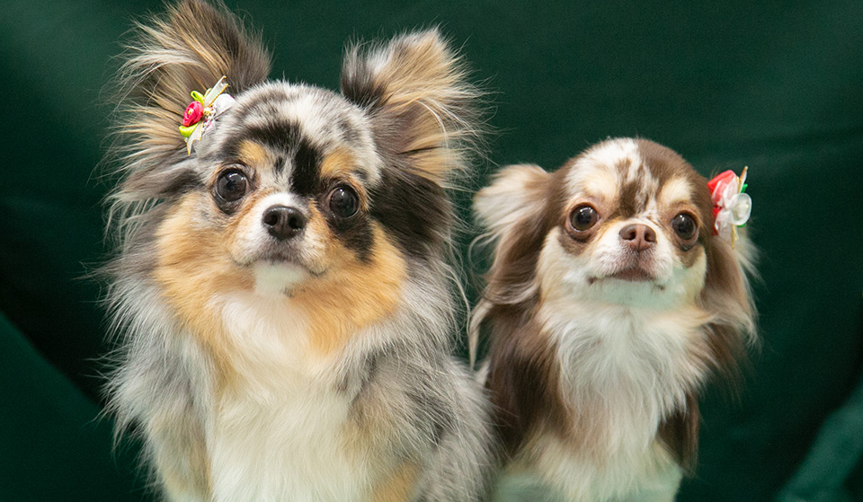 dogs
